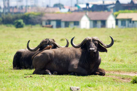 Two african buffalo resting in the grass at Lake Nakuru National Park, Kenyaの写真素材