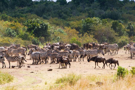 Great Migration in Masai Mara National Park, Kenya