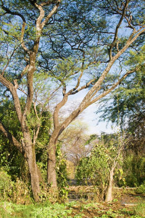 Kenya wilderness in the outbacks of Northern Kenyaの写真素材