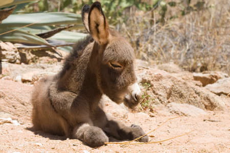 Donkey foal at the campsite.の写真素材