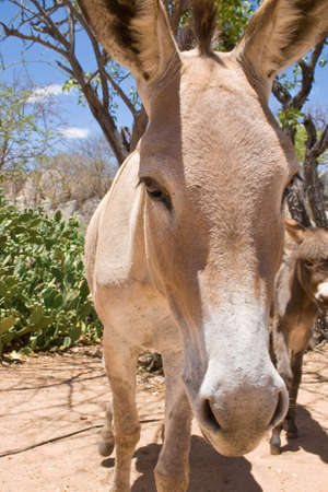 Donkey at the campsite.の写真素材