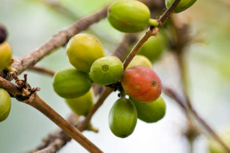 Close-up of a coffee fruit.