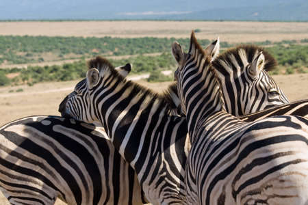 Mountain zebras (Equus zebra) in Addo Elephant National Park, South Africa.の写真素材