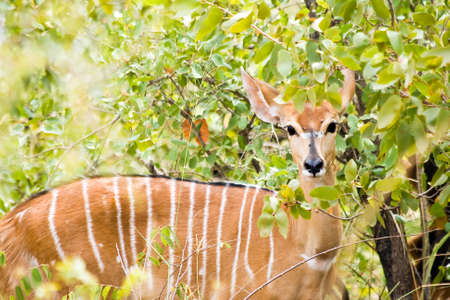 Nyala Nyala angasii or Tragelaphus angasii antelope in Kruger National Park, South Africa.の写真素材
