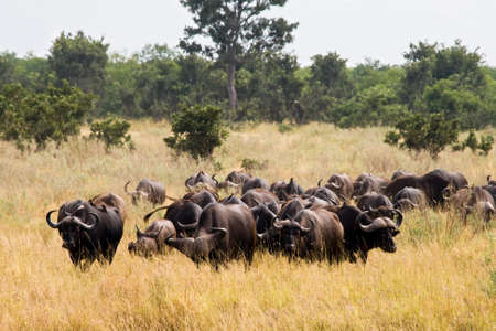 Buffalos in Kruger National Park, South Africa.