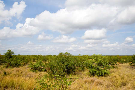 Typical landscape in Kruger National Park, South Africa.の写真素材
