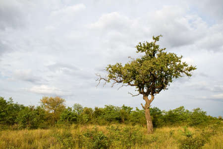 Tree in Kruger National Park, South Africa.の写真素材