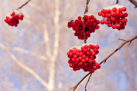 Rowan
