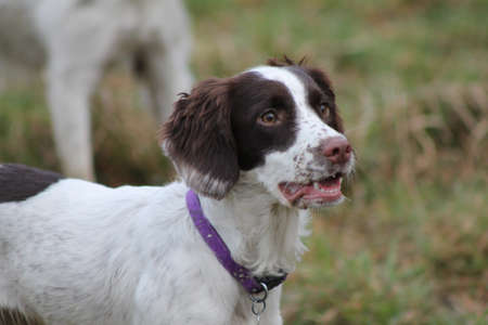 Springer Spaniel with mouth open
