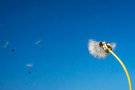 Dandelion with seeds blowing away in the wind across a clear blue sky with copy space.の写真素材