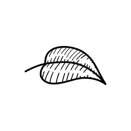 Illustration of leaf with striped patterns and textured details. A simple botanical line art design, ideal for modern, nature-inspired creative projectsのイラスト素材