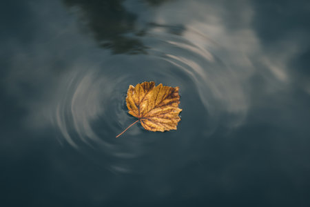 A golden autumn leaf floats peacefully on still water, creating soft ripples in a calm and moody nature scene perfect for seasonal and poetic visualsの素材