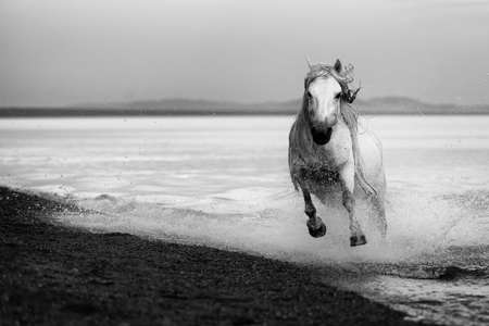 The Mongol horse is the native horse breed of Mongolia. The breed is purported to be largely...