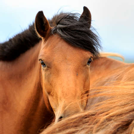The Mongol horse is the native horse breed of Mongolia. The breed is purported to be largely unchanged since the time of Genghis Khanの写真素材
