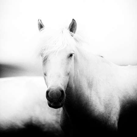 The Mongol horse is the native horse breed of Mongolia. The breed is purported to be largely unchanged since the time of Genghis Khanの写真素材