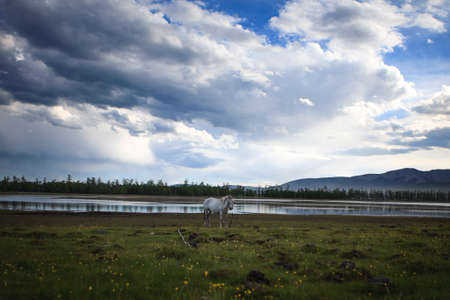 The Mongol horse is the native horse breed of Mongolia. The breed is purported to be largely unchanged since the time of Genghis Khanの写真素材