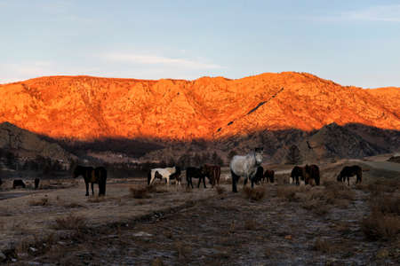 The Mongol horse is the native horse breed of Mongolia. The breed is purported to be largely unchanged since the time of Genghis Khanの写真素材