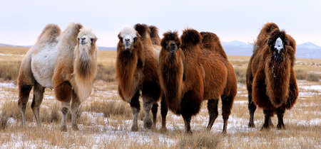 The Bactrian camel, also known as the Mongolian camel, is a large even-toed ungulate native to the steppes of Central Asia. It has two humps on its back, in contrast to the singleの写真素材