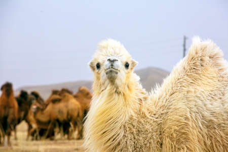 The Bactrian camel, also known as the Mongolian camel, is a large even-toed ungulate native to the...