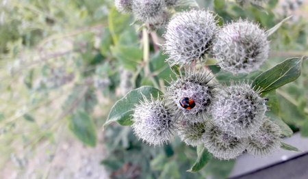 Inflorescence of burdock (Arctium lappa) with a ladybug on it