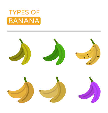 Types Of Bananas. Icons Of The Most Popular Bananas. Banana Icons Setのイラスト素材