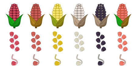 Corn Vector Set Icon Flat Ilustrations. Set Grain Seed. Fresh Corn Icon Set. White, Yellow, Red And Black Cornのイラスト素材