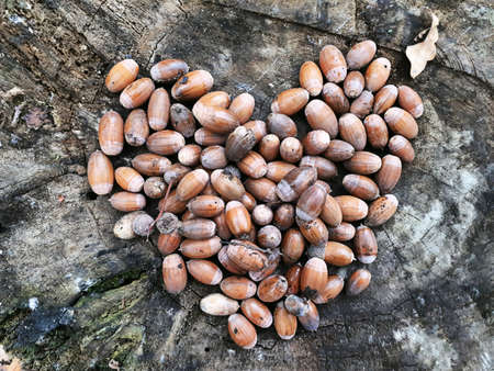 Acorns Forming A Heart On A Wooden Background In Autumn At The Afternoonの写真素材