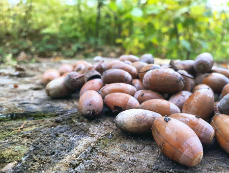 Acorns Forming A Heart On A Wooden Background In Autumn At The Afternoonの写真素材