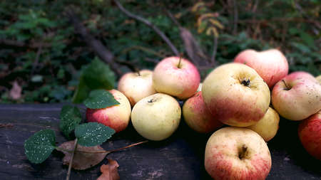 Fresh Red Apples With A Vine That Surrounds Them On A Log. Fresh Red Apples In Forest At The...