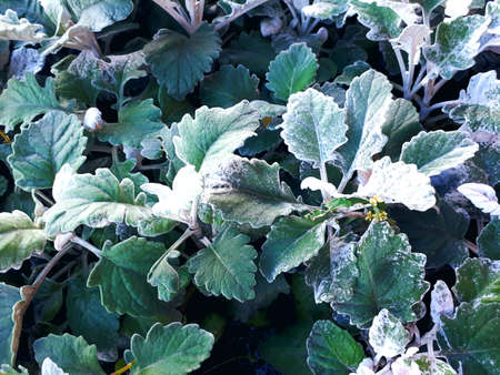 Close-Up Of Frost Covered With Frozen Green Leaves In A Gardenの写真素材