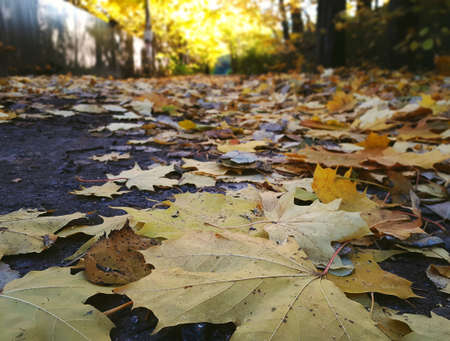 Close-Up Of Autumn Maple Leaves On Road During Daytimeの写真素材
