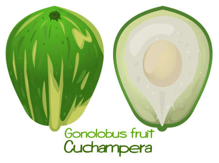 Gonolobus Fruit, Cuchampera, Vector Illustration. Fruit Of A Tropical Exotic Plantのイラスト素材