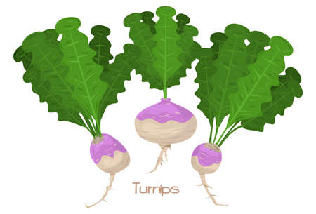 Three turnips or radishes illustration, Vegetableのイラスト素材