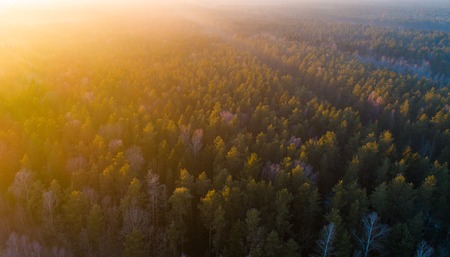 Spring forest from above early in the morning