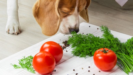 Dog sniffs raw vegan food. Healthy food background.の写真素材