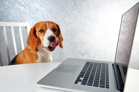 Beagle dog licking herself. Smart dog look at laptop screen and showing tongue.の写真素材