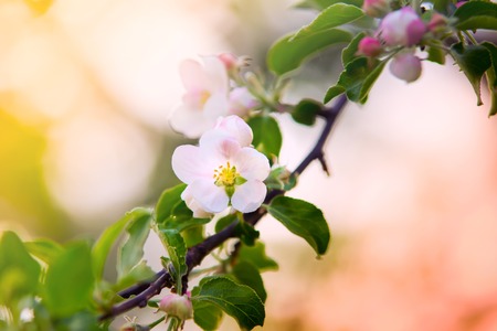 Apple flower on branch on sunny spring background. Colorful spring backdrop.の写真素材