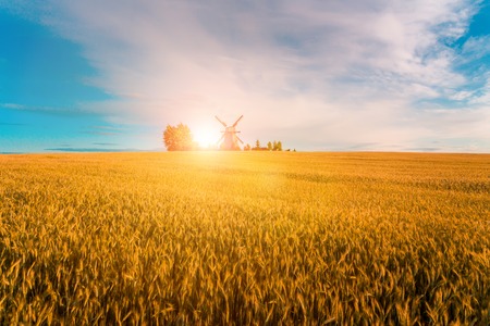 Harvesting background. Windmill in wheat field in the evening. Autumn agricultural landscape.の写真素材