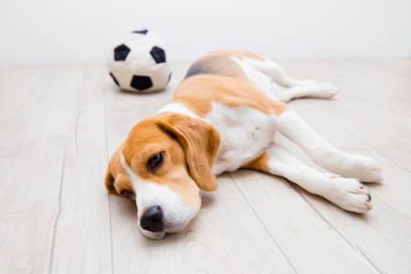 Upset beagle dog on the floor with toy. Theme of dog illness.の写真素材
