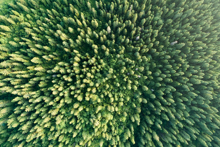 Green forest aerial view. Green clean fir-tree forest from above.