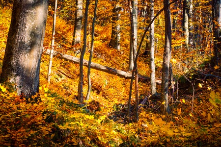 Sunny autumn forest. Forest with yellow trees in sunlight. Autumn background.