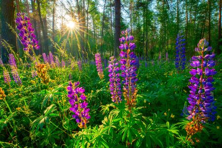 Forest nature. Summer landscape. Purple lupins with sunlight in green forest. Summer background.の写真素材