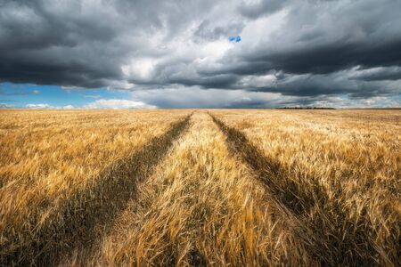 Autumn landscape. Agriculture background. Barley field under dramatic cloudy sky.の写真素材