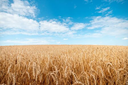 Ripe wheat on a sunny day. Harvesting theme. Agricultural landscape.