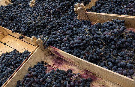 Juicy grapes in wooden boxesの写真素材