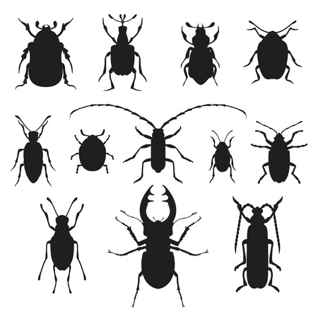 Colorful insects vector black and white collection.のイラスト素材