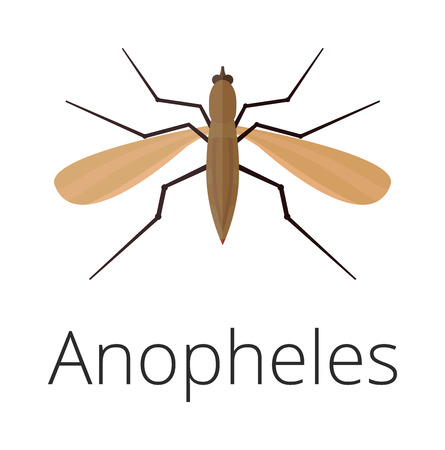 Anopheles mosquito vector illustration.のイラスト素材