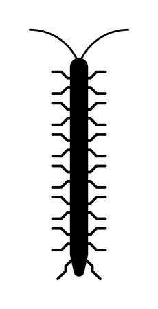 Animal insect centipede and wildlife nature bug centipede. Centipede venomous poisonous predator with many legs and danger outdoors centipede. Centipede millipede cartoon posing flat insect vector.のイラスト素材