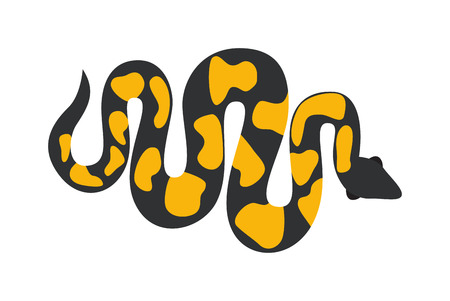 Gold python reticulated albino boa constrictor wildlife nature snake vector illustration. Boa snake wildlife nature animal and exotic boa gold snake. Boa attack crawling predator danger snake.のイラスト素材