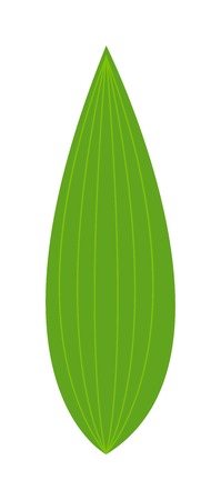 Vector tropical leaves Green tree leave. Natural green leaf isolated. Leaf element floral color garden art. Tropical leave tree element. Natural green tropical leave flat styleのイラスト素材